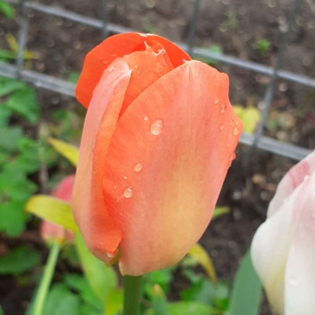  - 002Flori de primăvară 2021