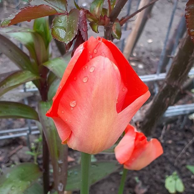  - 002Flori de primăvară 2021