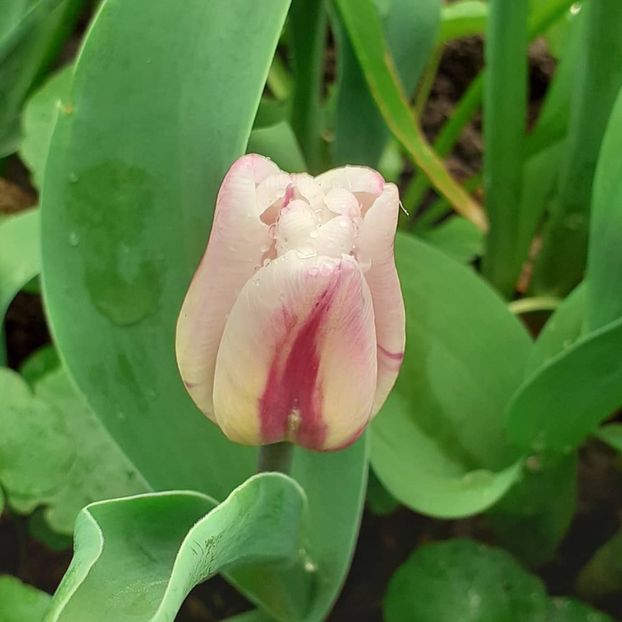  - 002Flori de primăvară 2021