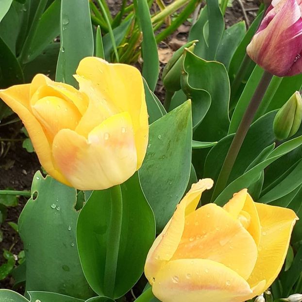  - 002Flori de primăvară 2021