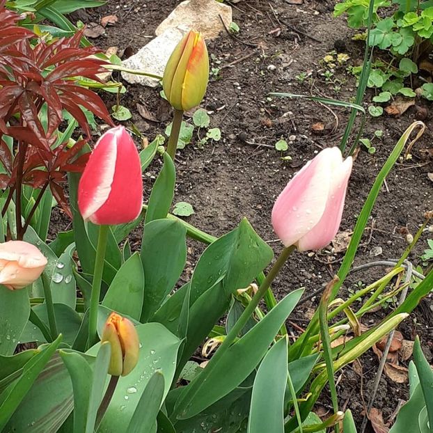  - 002Flori de primăvară 2021