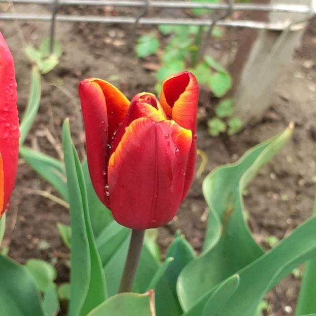  - 002Flori de primăvară 2021