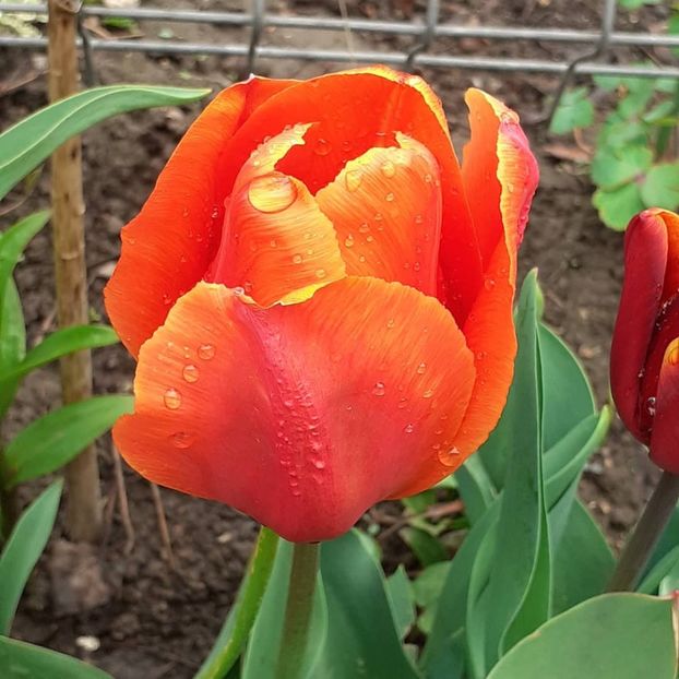  - 002Flori de primăvară 2021