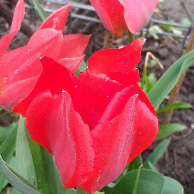  - 002Flori de primăvară 2021