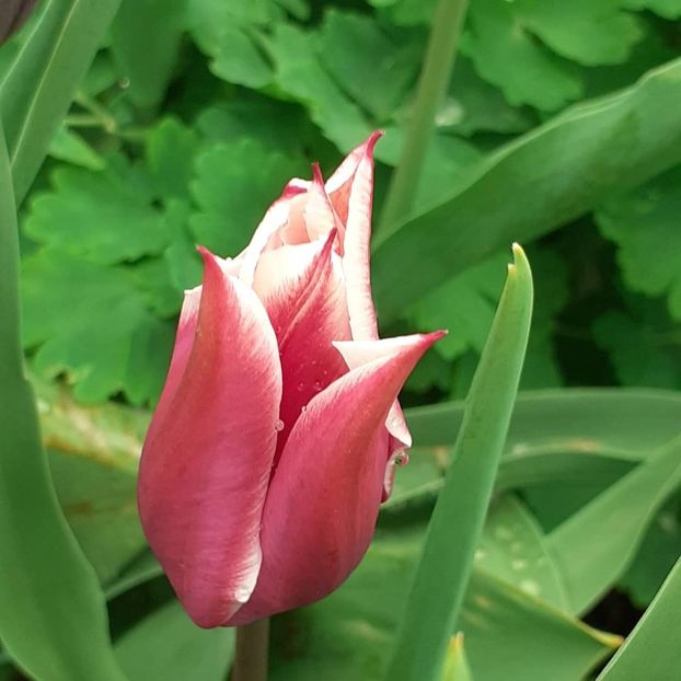  - 002Flori de primăvară 2021