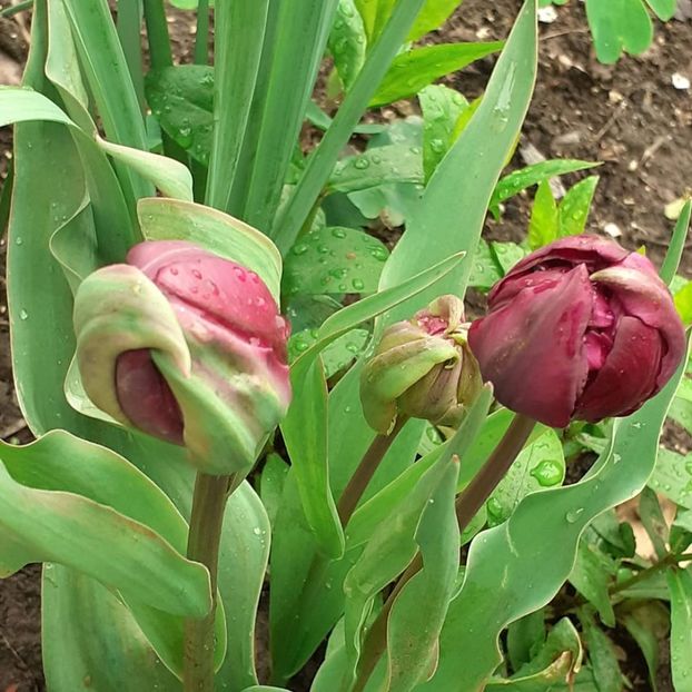  - 002Flori de primăvară 2021