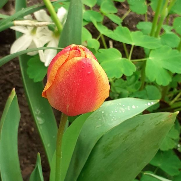  - 002Flori de primăvară 2021