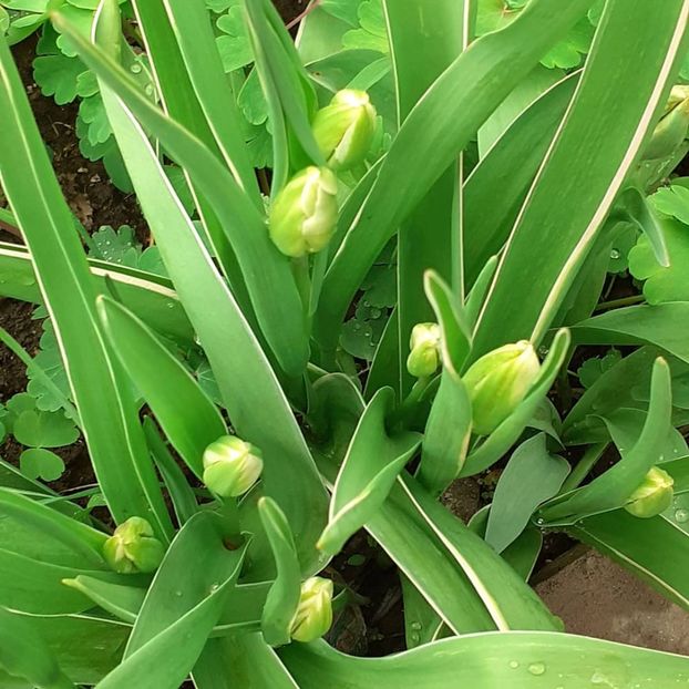  - 002Flori de primăvară 2021