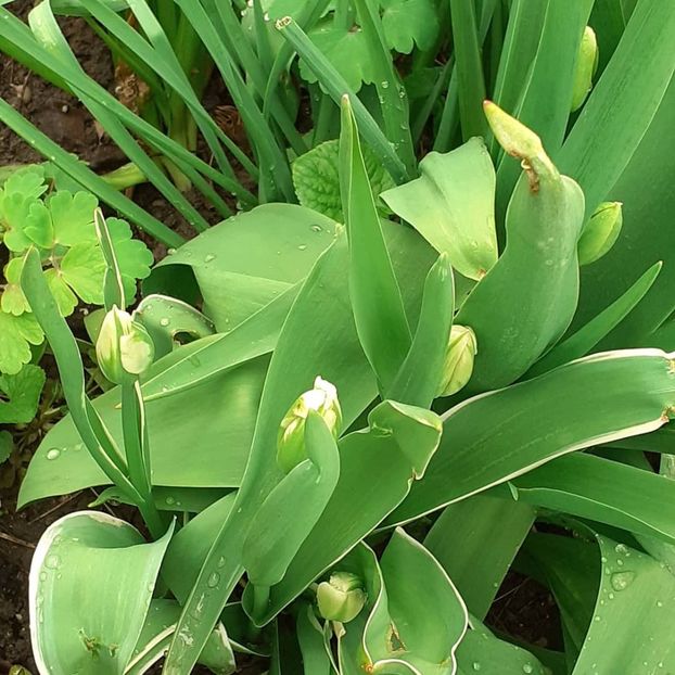  - 002Flori de primăvară 2021