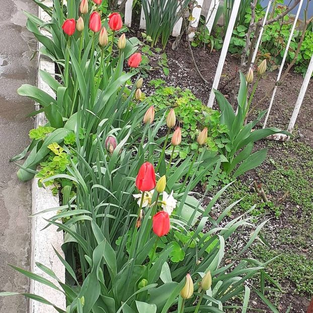  - 002Flori de primăvară 2021