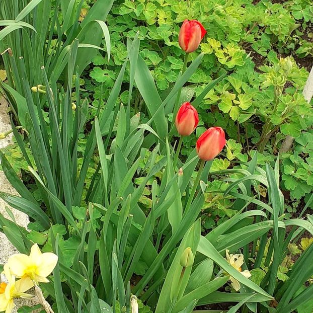  - 002Flori de primăvară 2021