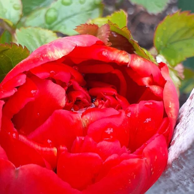  - 002Flori de primăvară 2021