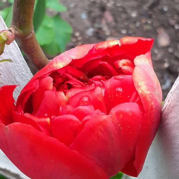  - 002Flori de primăvară 2021