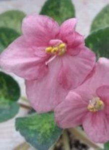 20 apr - Mac s Freckled Faced Redhead