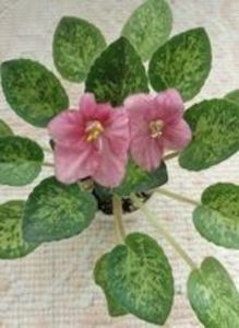 20 apr - Mac s Freckled Faced Redhead