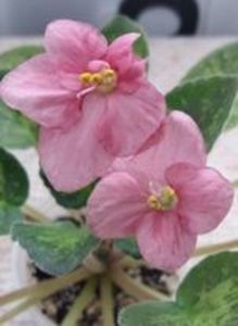 20 apr - Mac s Freckled Faced Redhead