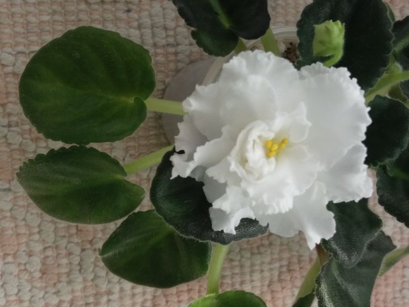 20 apr - ZZ RS Balerina