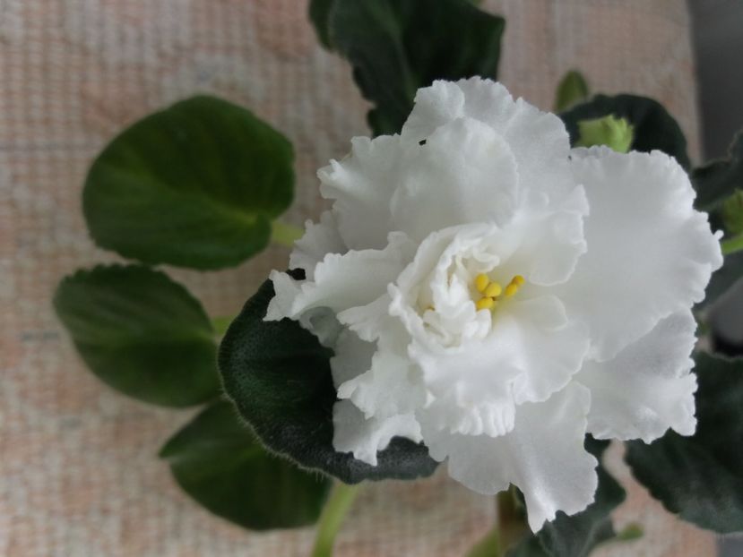 20 apr - ZZ RS Balerina