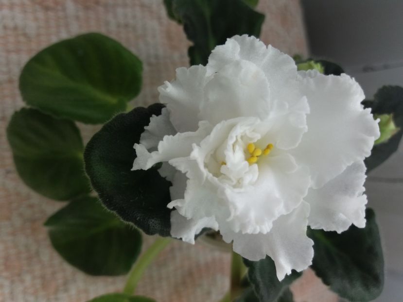 20 apr - ZZ RS Balerina