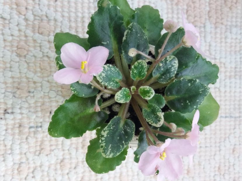 20 apr - N Boa Konstriktor