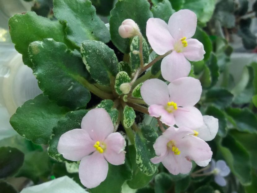 20 apr - N Boa Konstriktor