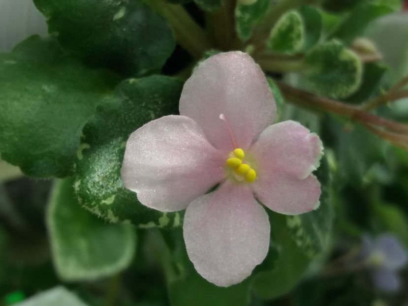 20 apr - N Boa Konstriktor