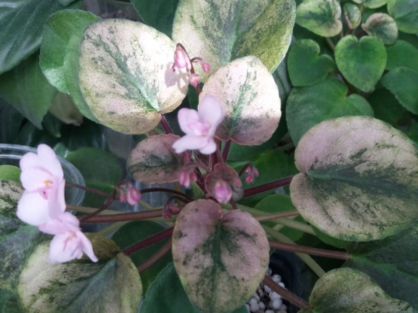 20 apr - Champagne Pink