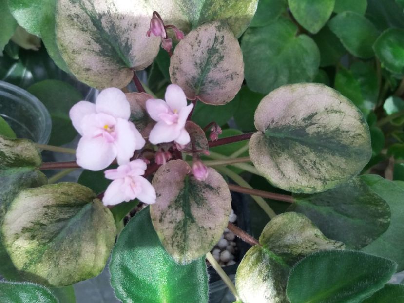 20 apr - Champagne Pink