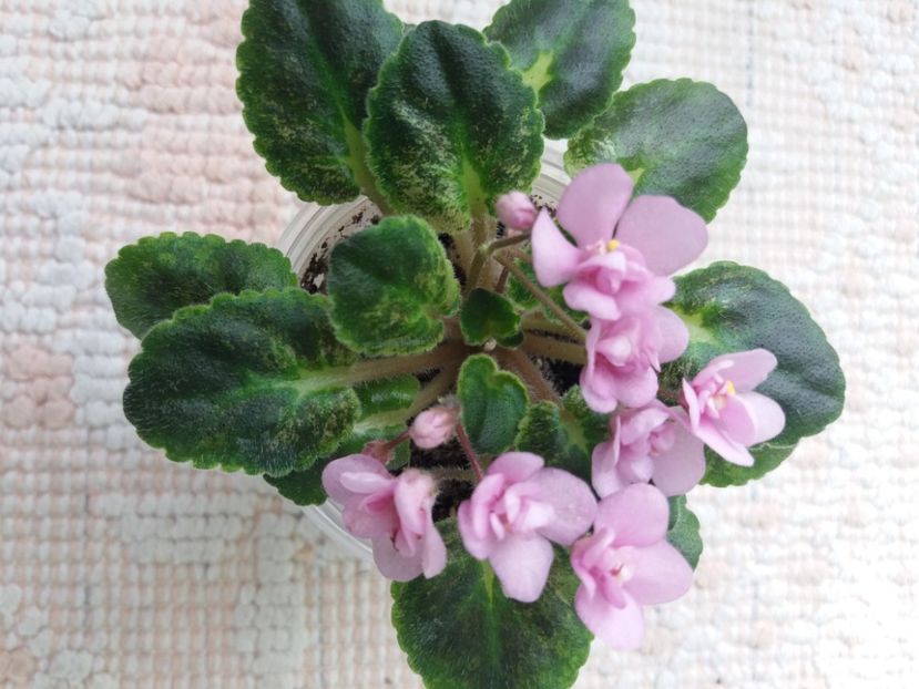 20 apr - NL Morning Early