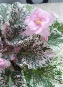 20 apr - Rose Bouquet