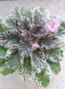 20 apr - Rose Bouquet