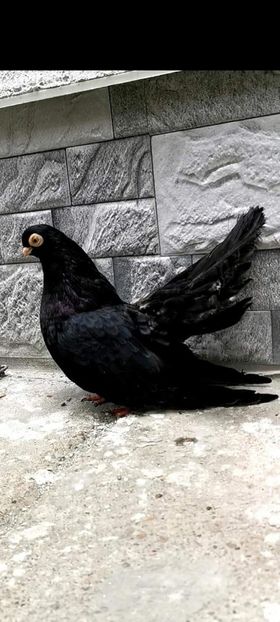  - Negrii Trenati de Bucuresti 2020