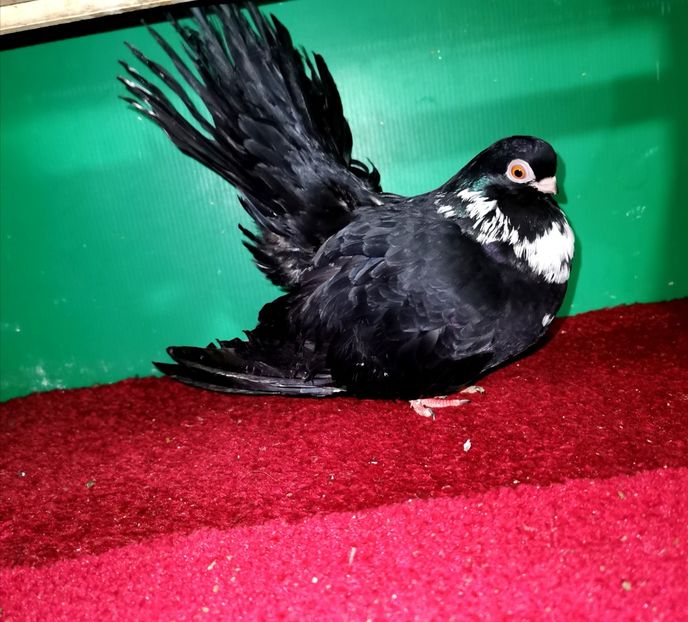  - Negrii Trenati de Bucuresti 2020