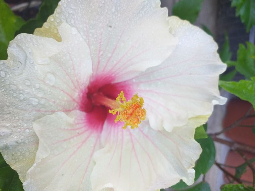  - Hibi mei din seminte