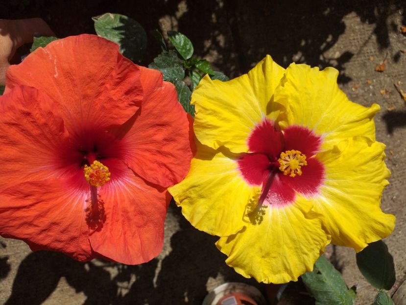  - Hibiscusi