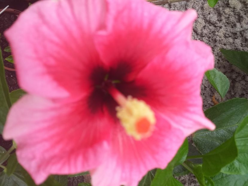  - Hibiscusi