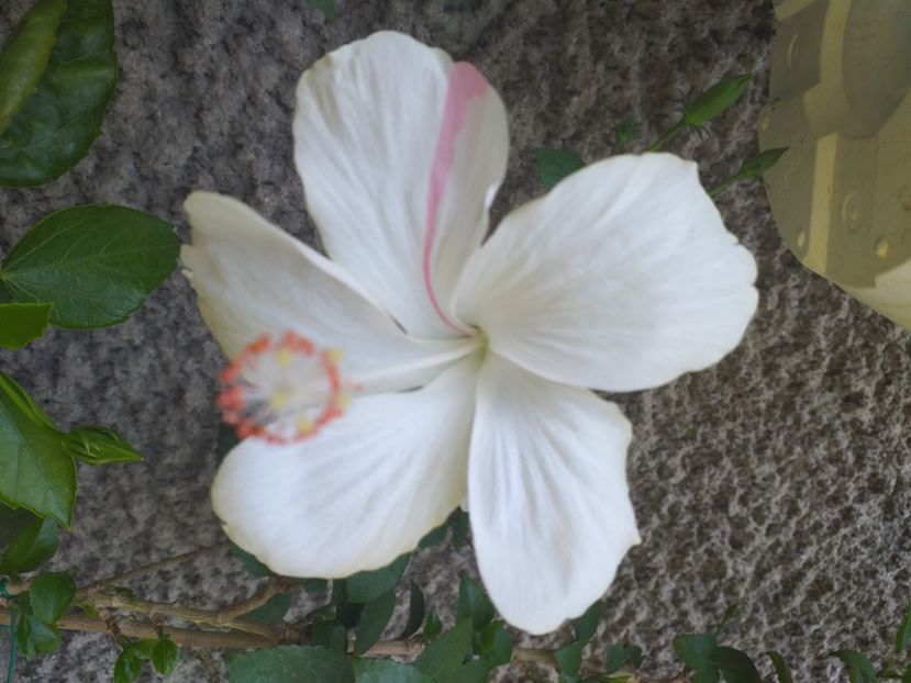 - Hibiscusi
