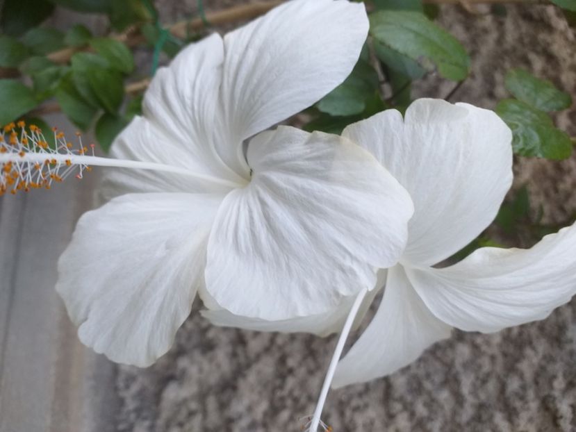  - Hibiscusi