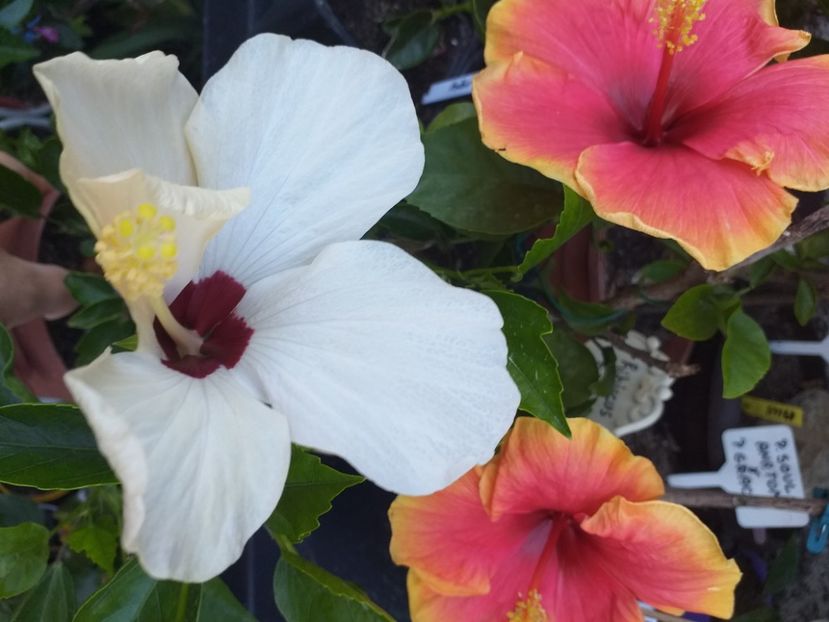  - Hibiscusi