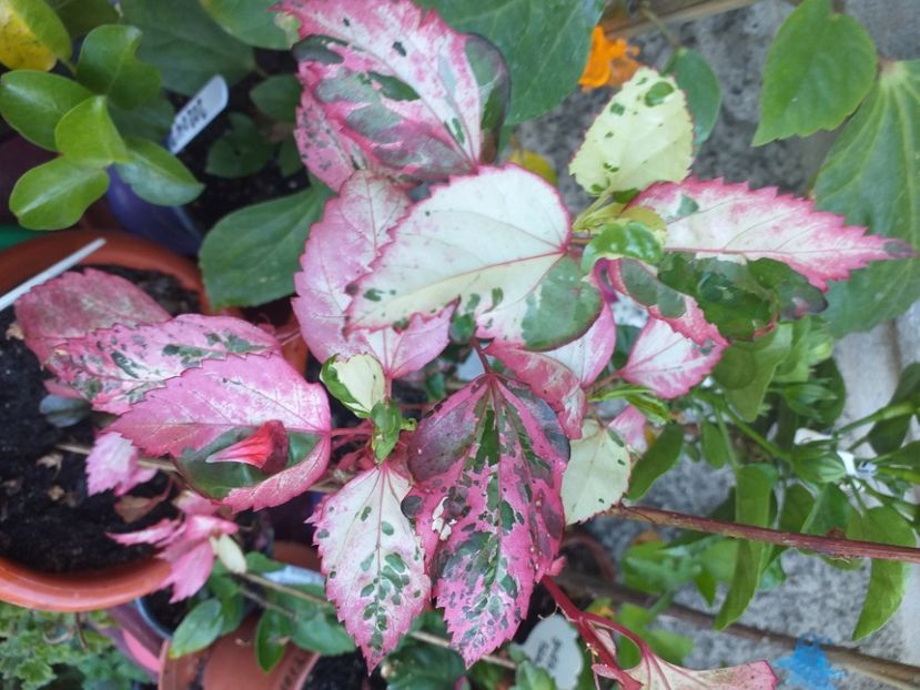  - Hibiscusi