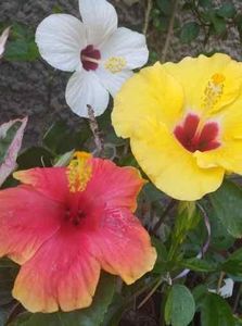  - Hibiscusi