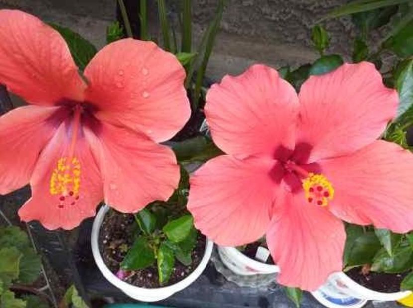 - Hibiscusi