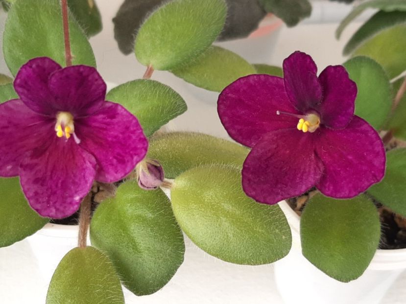  - Mac s kup o kindness