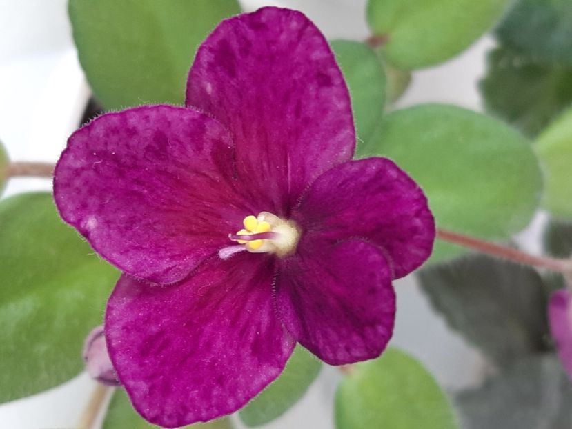  - Mac s kup o kindness