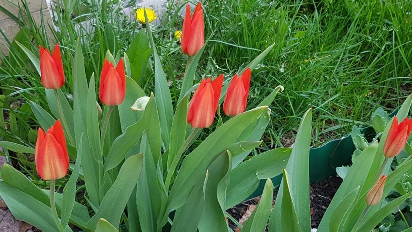 Multiflora - Aprilie 2021