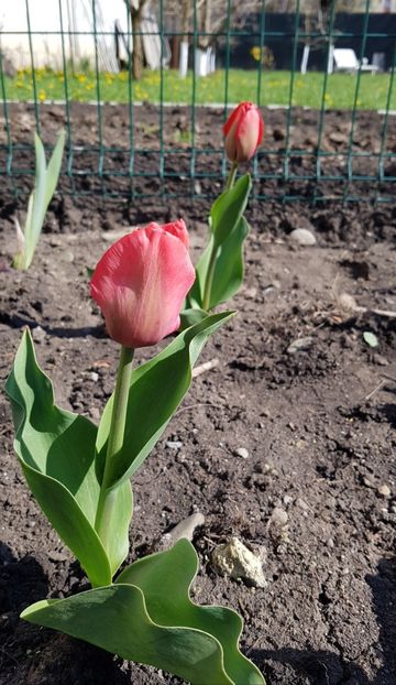 Rosu clasic - Aprilie 2021