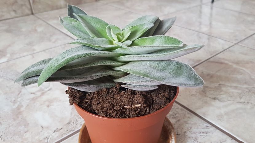 Crassula Garnet Lotus - Crassula