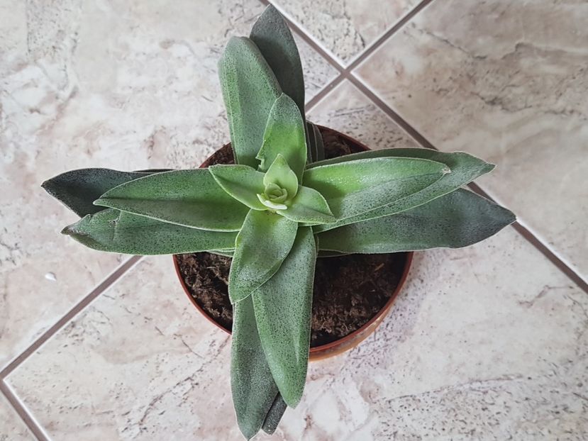 Crassula Garnet Lotus - Crassula