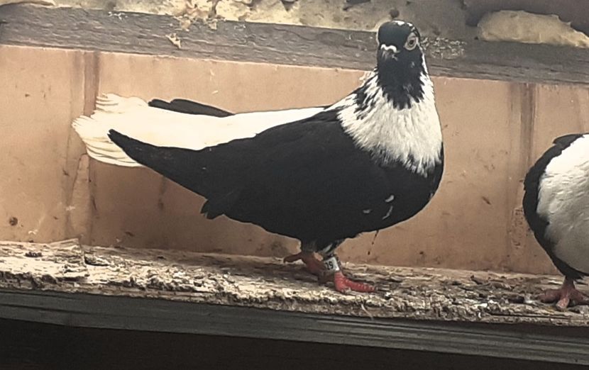  - 6-Negru Codalb Romanesc