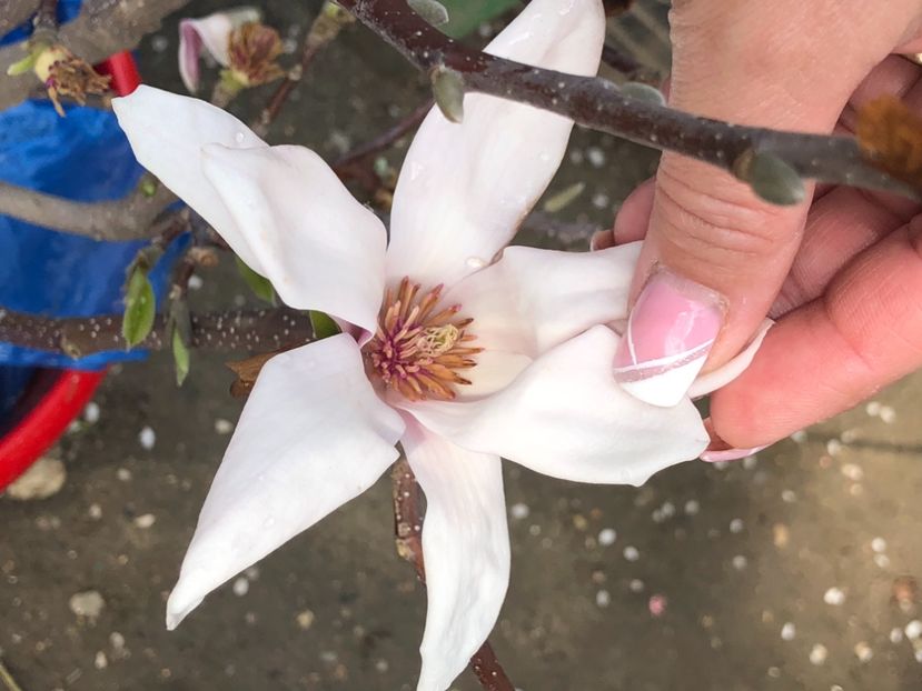 4F380373-C0E1-42B1-9170-9B68437C12AC - FLORILE MELE 2021 nr 1